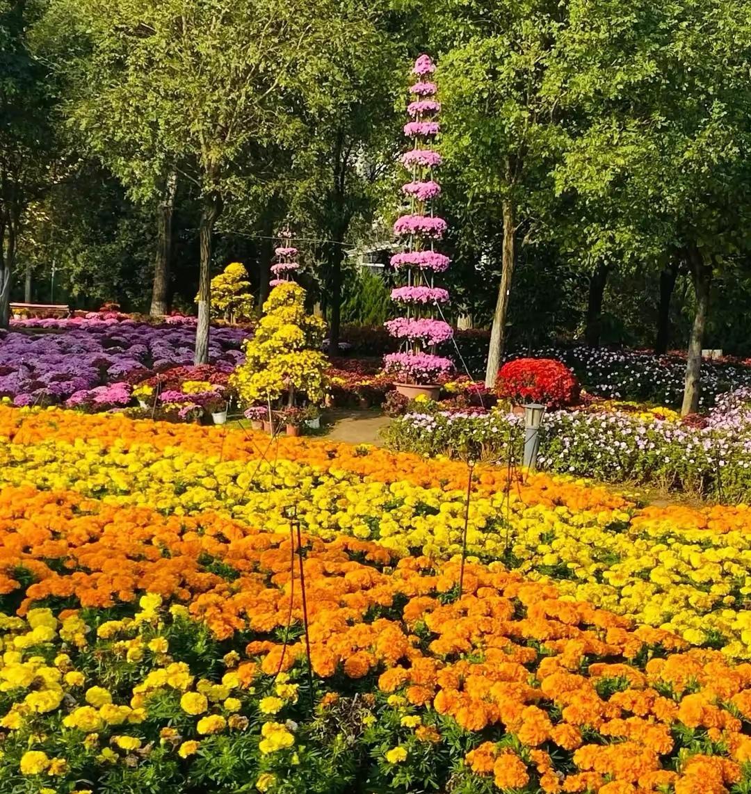 下联：
黄菊舞深秋

夏日生活打卡季