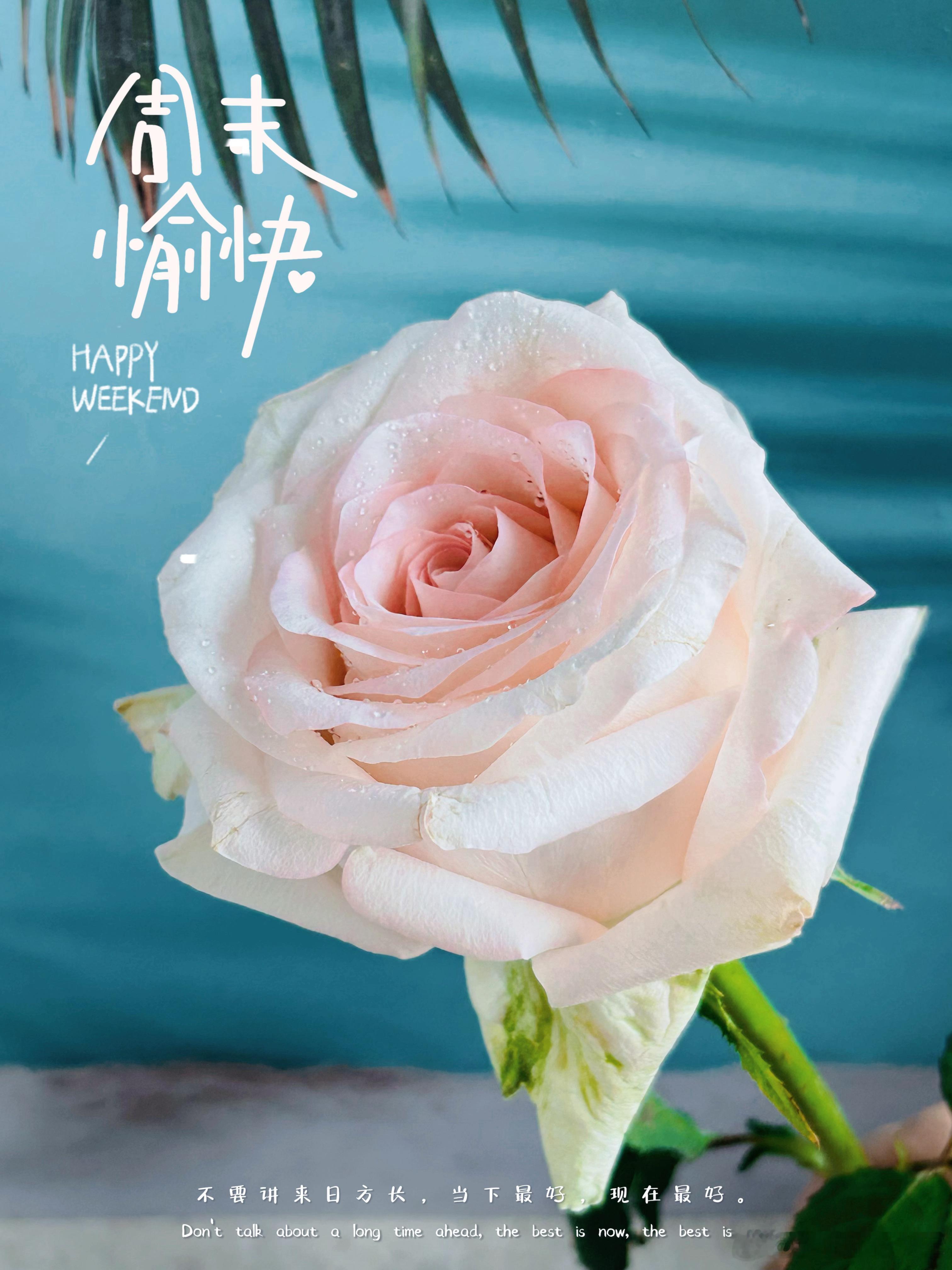 #早安# 周末快乐🌺 ​​​