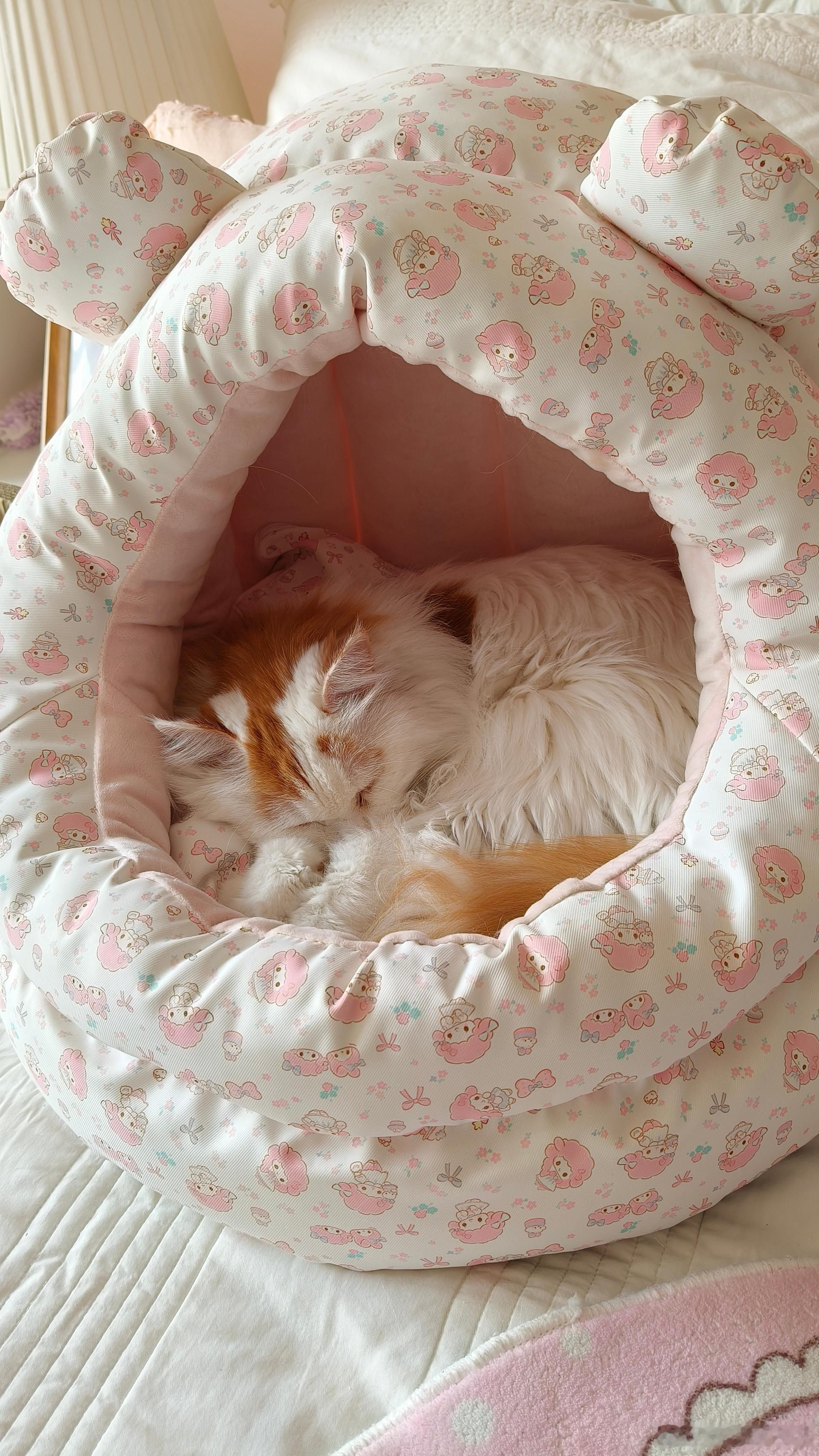 一个月四只猫要干掉这么一堆罐头，出乎意料的是飞儿吃的最多，差不多能吃一半，十八岁