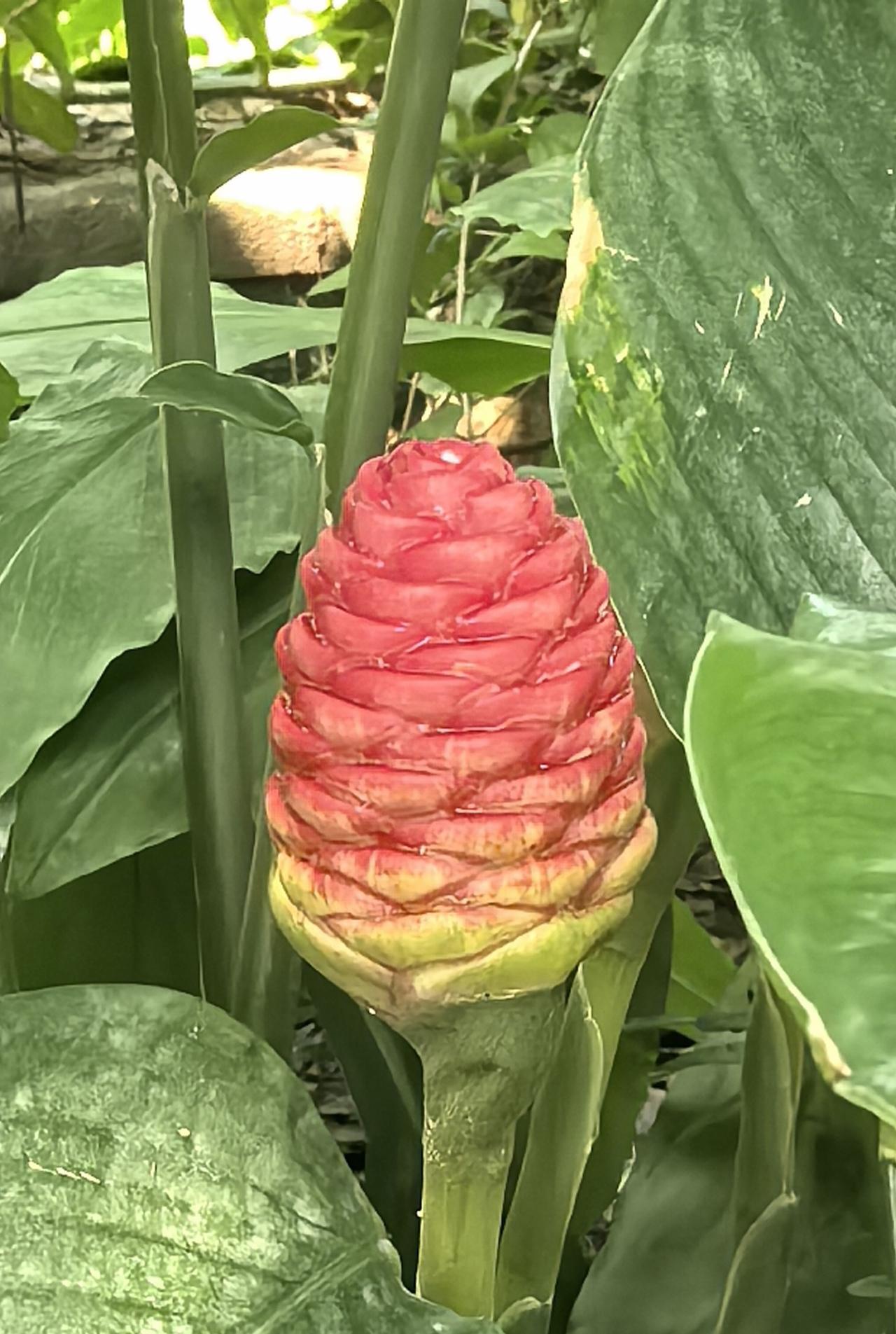 姜科姜属多年生草本植物，原产于亚洲热带地区，国内多分布在广东、广西、云南、海南等