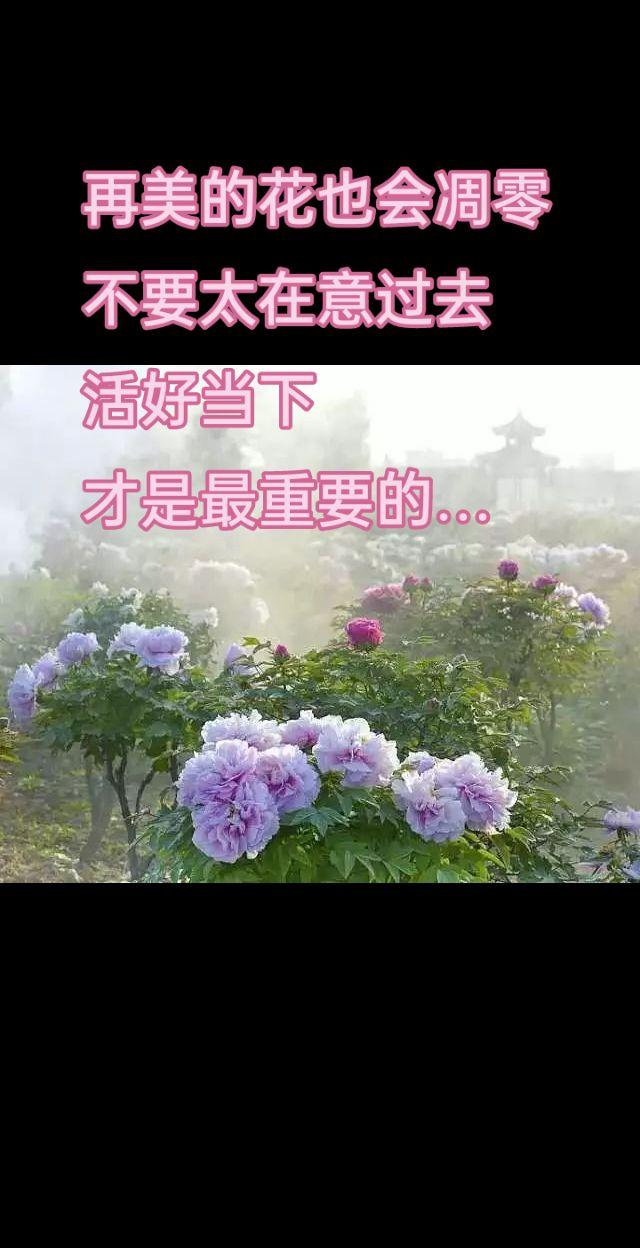 牡丹花 国色天香