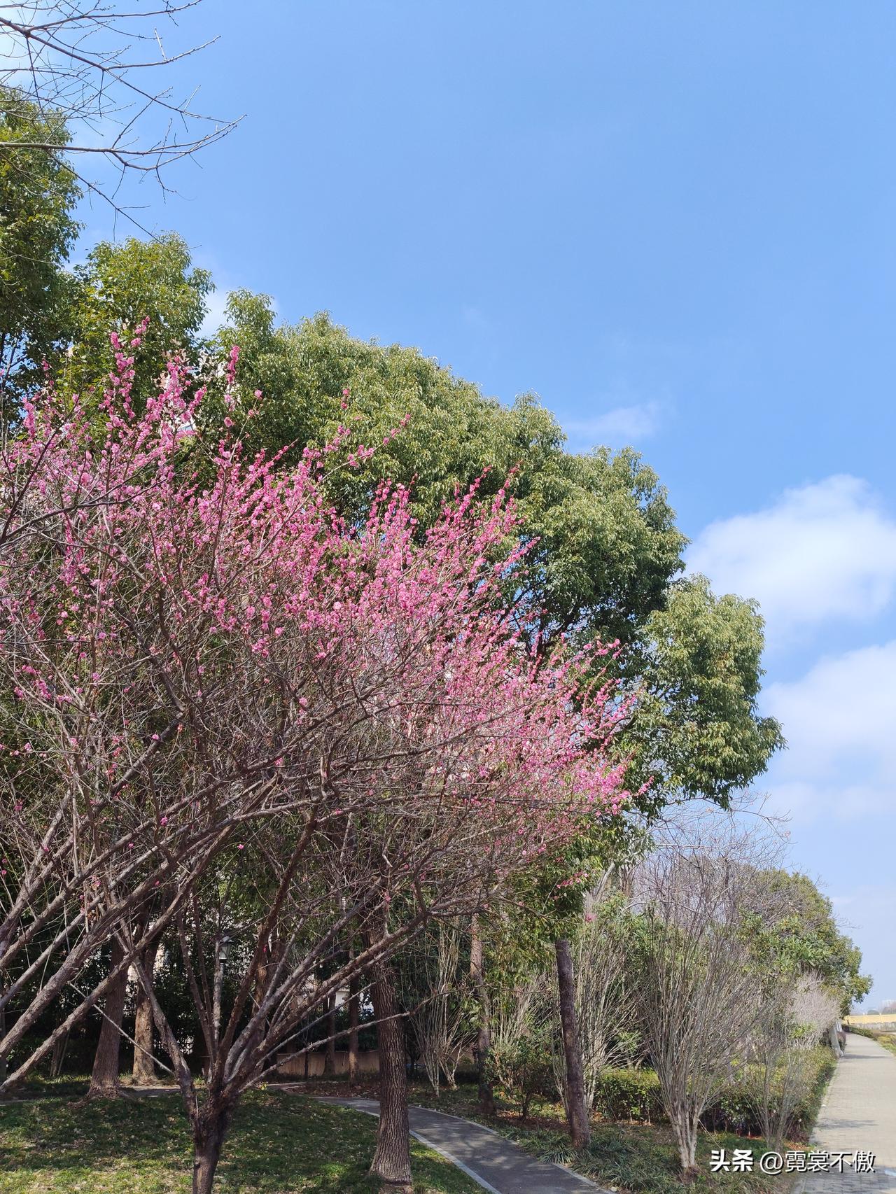 晒图笔记大赛今天大晴天，记下这红花.绿叶.蓝天！