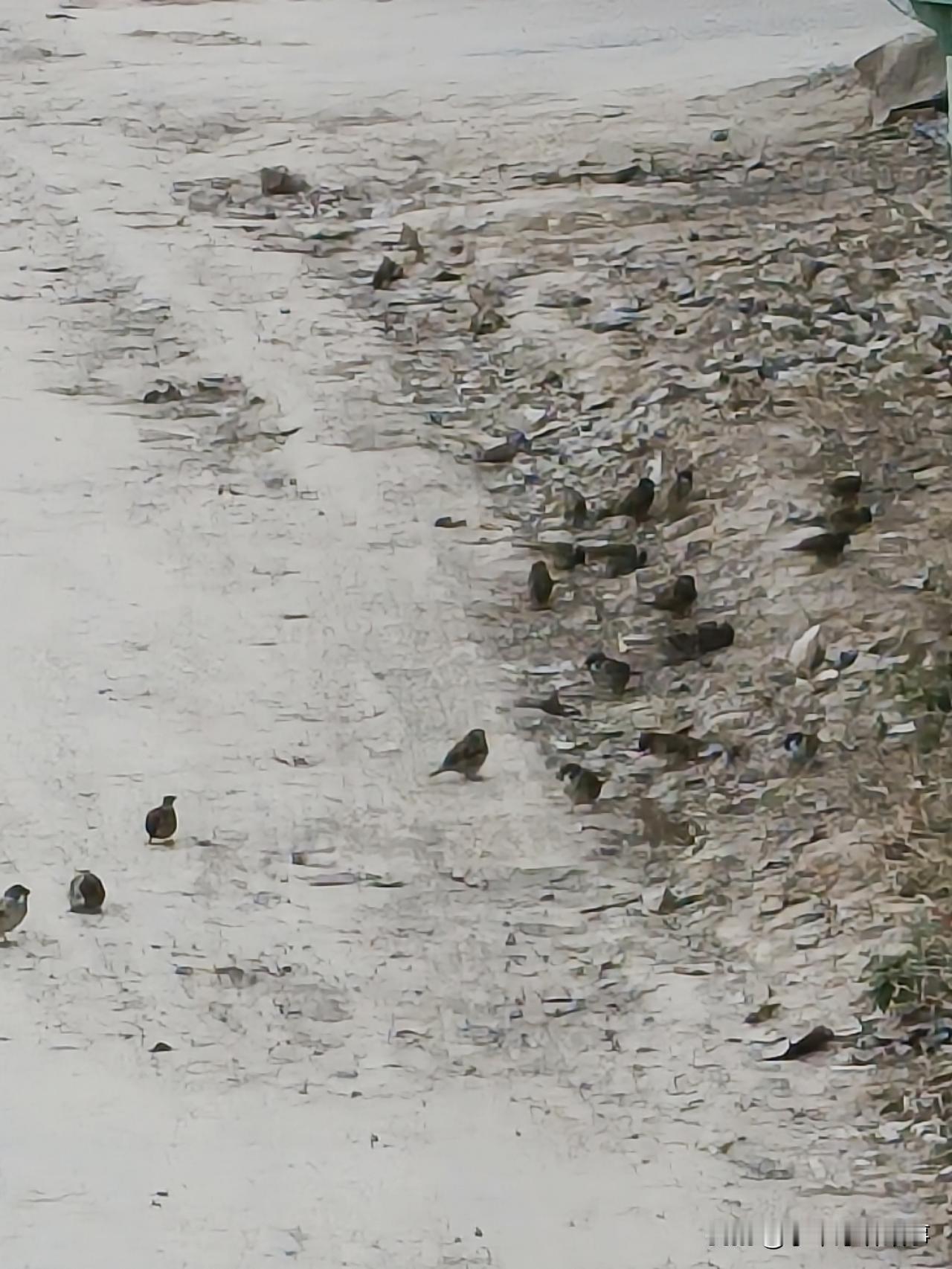 冬日生活打卡季 “小草芽讲故事：小鸟们聚集在石子路上”🐦🌿👀
