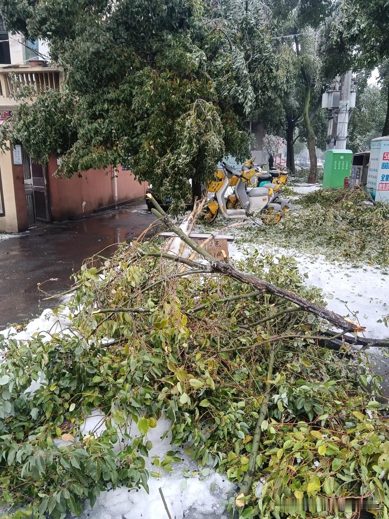 一场冻雪不知压断了多少颗树！