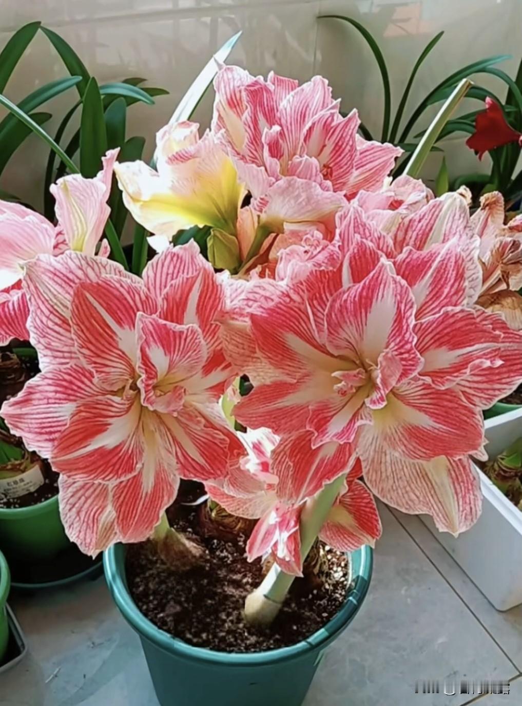 问候增添了亲情，祝福温暖了心情， 时光记录了友情，微信交流了感情，牵挂凝聚了真情