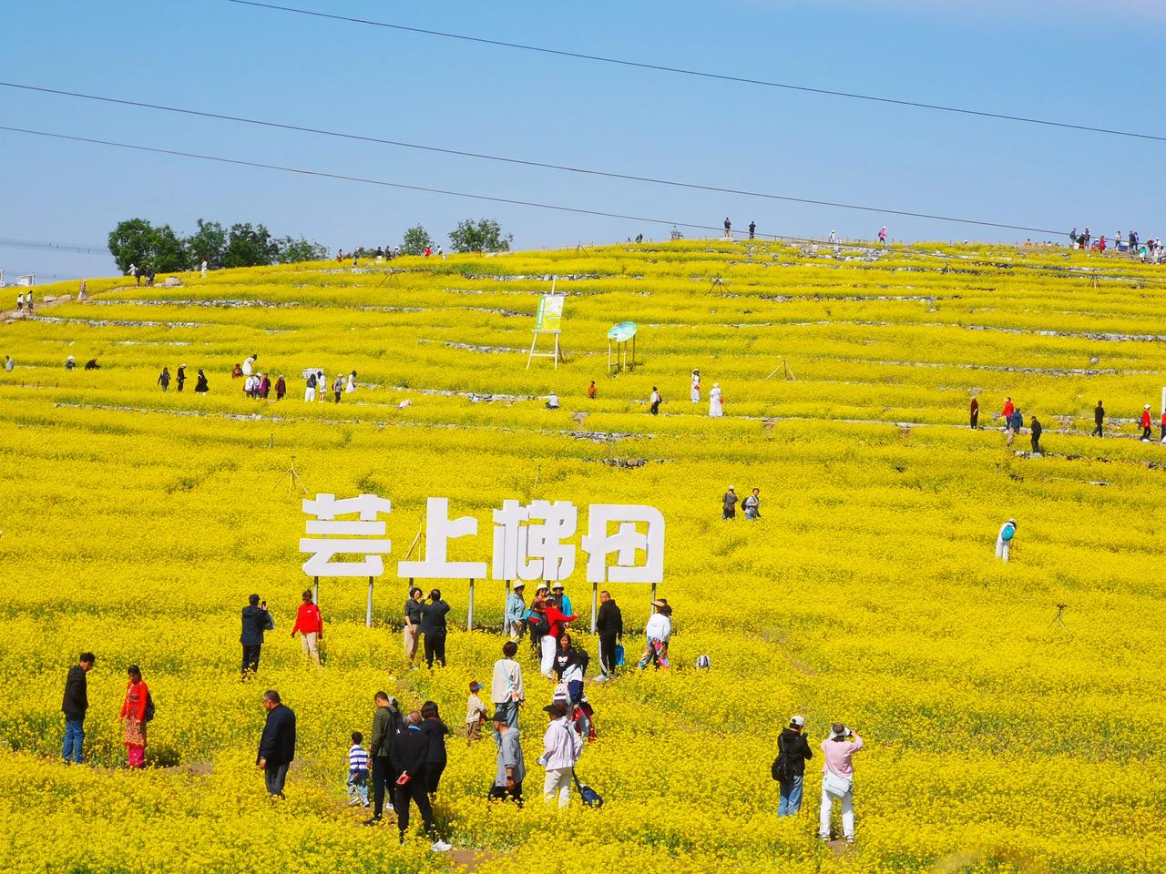 2025年“五一”假期尾声，我去了温榆河公园朝阳示范区西园芸上梯田，那里的油菜花