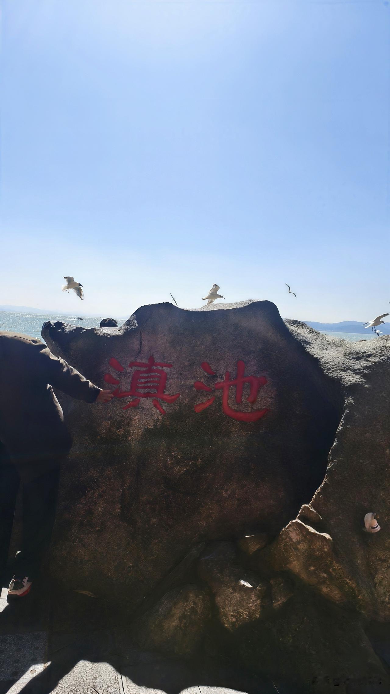 昨天海埂大坝喂完海鸥又去滇池边溜达了一圈，真的被治愈了！昆明人自己的“海”，名不