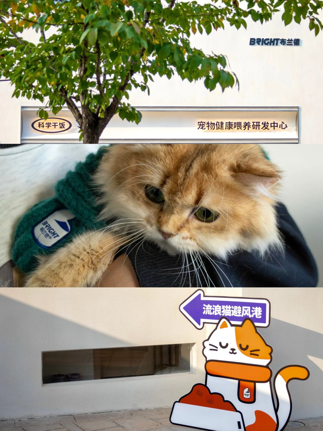 这个冬天，杭州小流浪们终于遇到心软的神😭