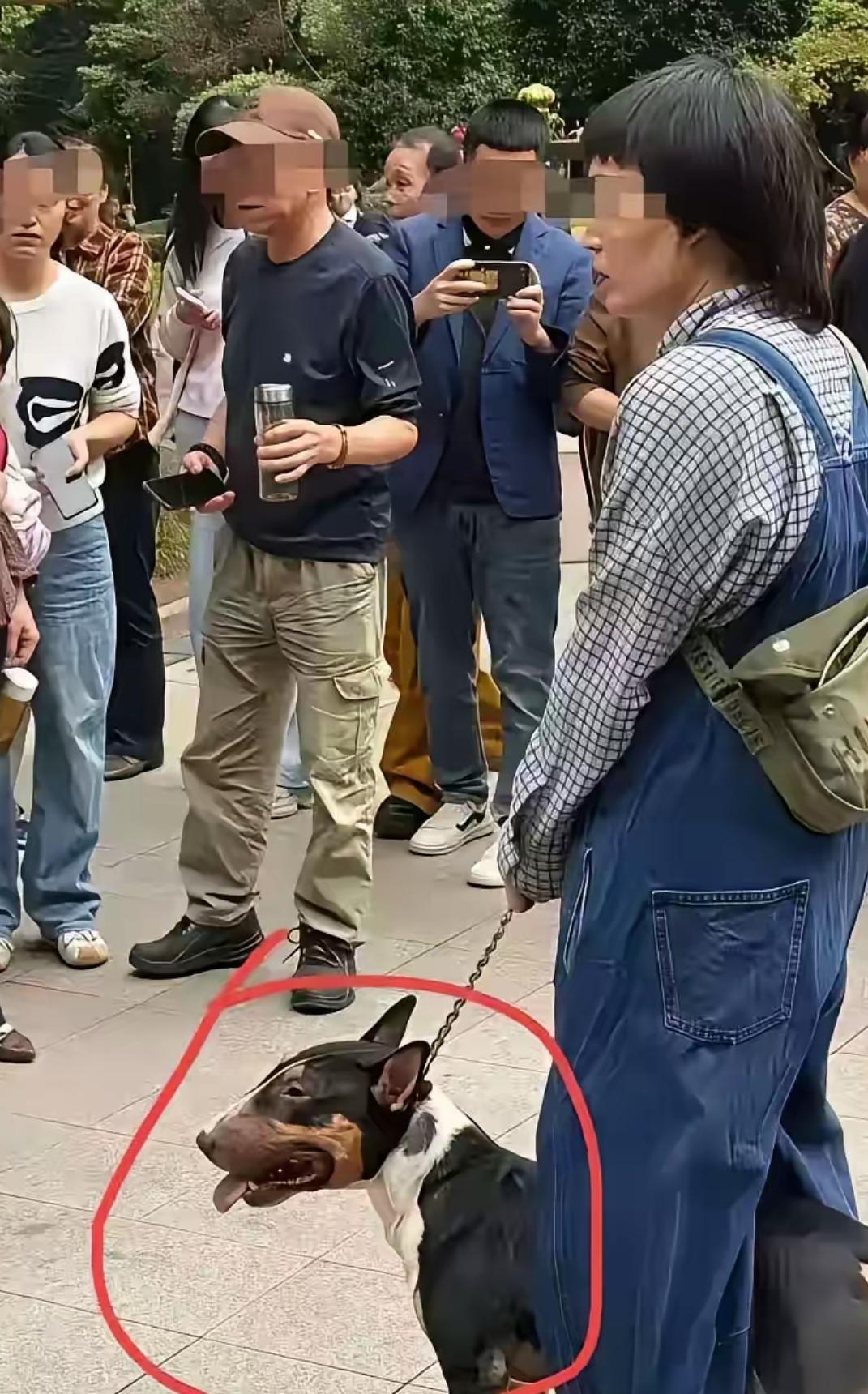 了解完眉山恶狗咬人事件，最揪心的，不是那只凶狠的恶狗，而是一群拼了命救人的普通人