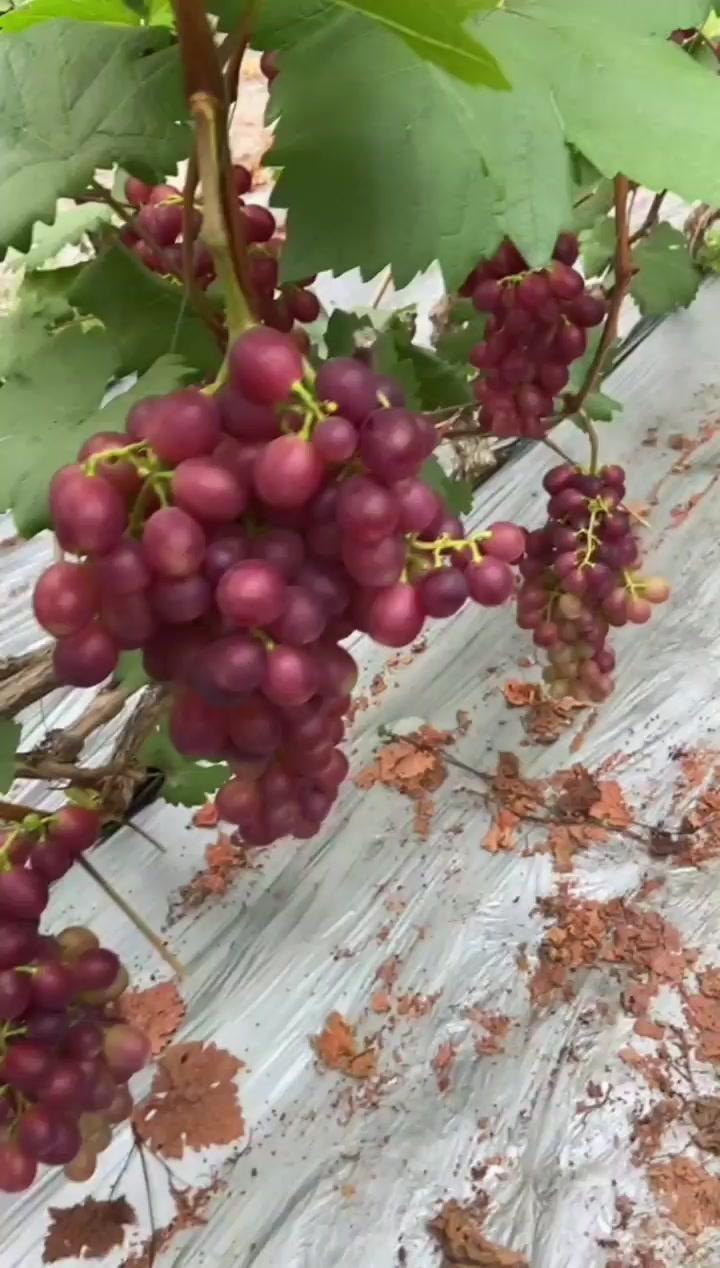 春红四号早熟葡萄正式上市，作为国内早熟葡萄里的“扛把子”，它的口感和甜度都让人惊