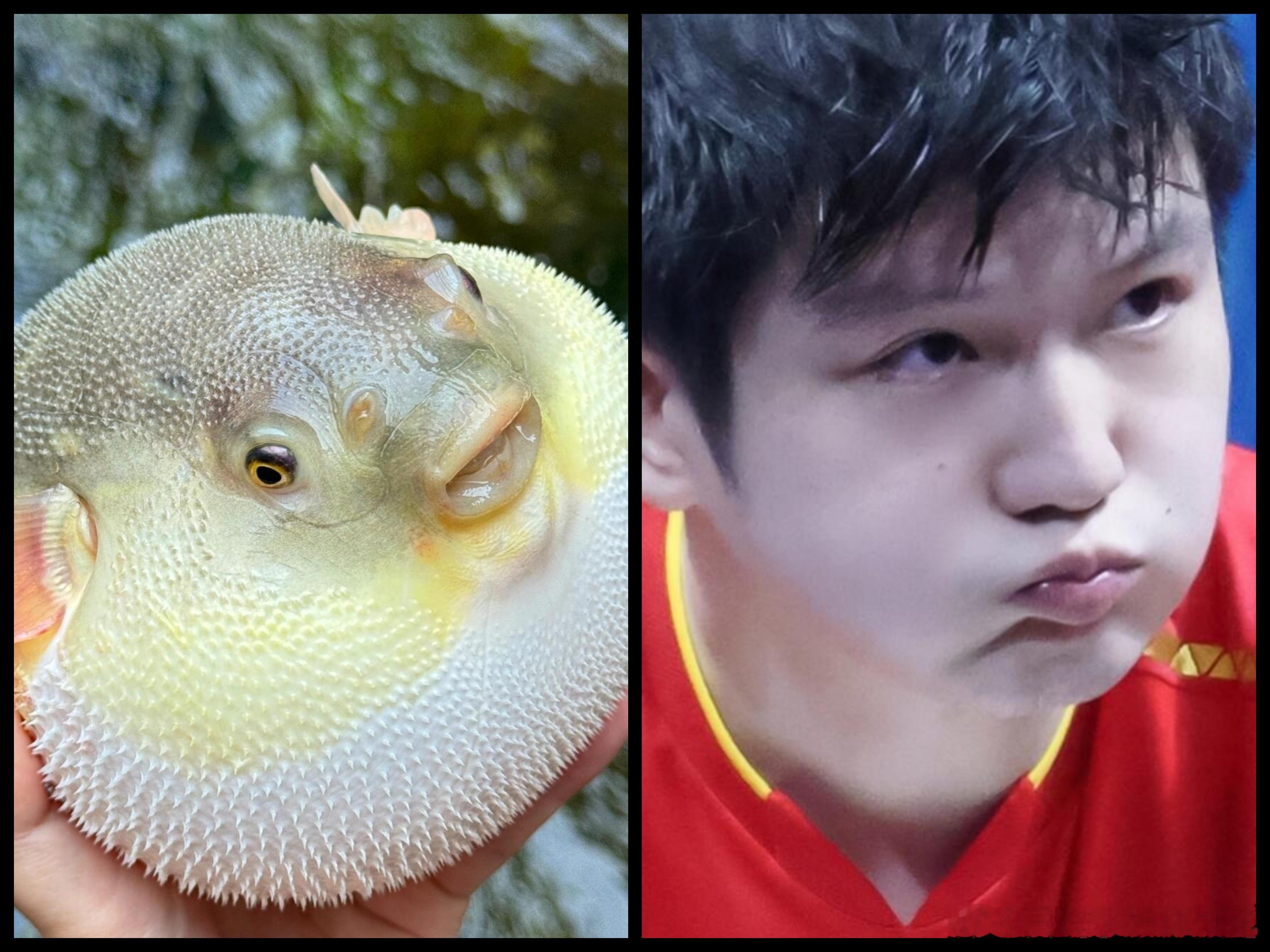 樊振东喝水秒表河豚🐡cr方冰块FANtastic. 