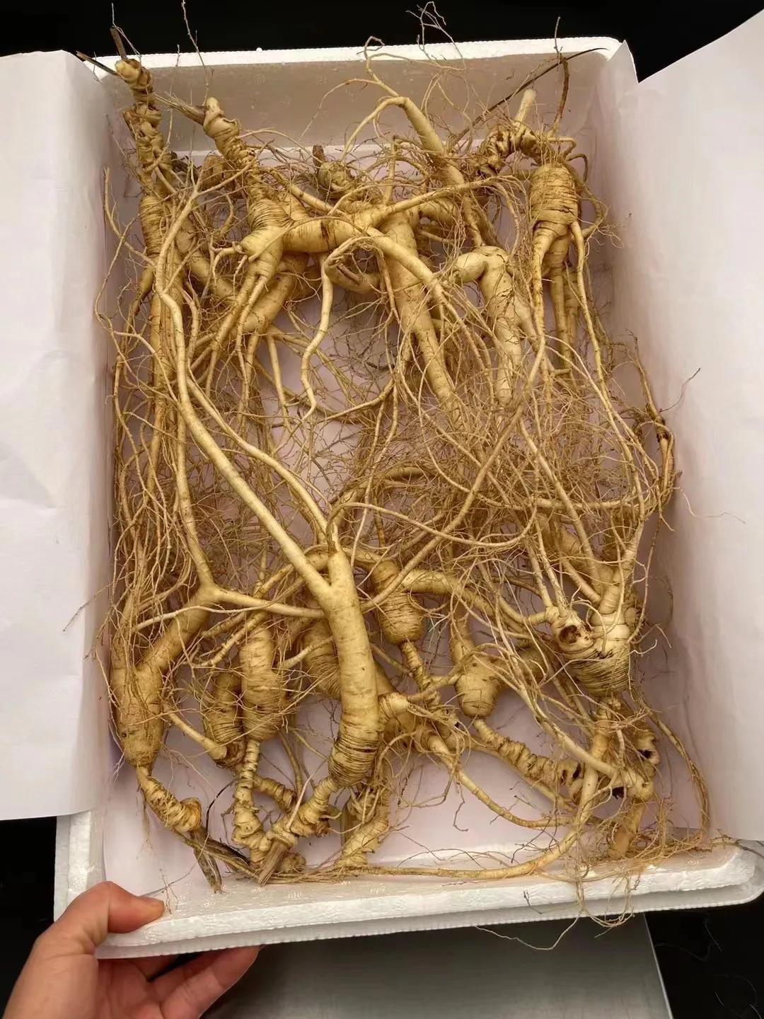 昨天第一场雪铺满了朋友圈，意味着入冬了，大地上冻了，鲜野山参也会随之挖不了，也会