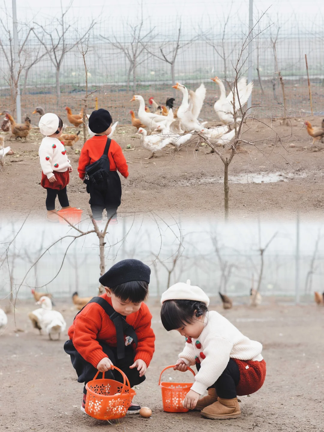 武汉亲子｜捡鸡蛋+拔萝卜周末遛娃绝佳选择‼️