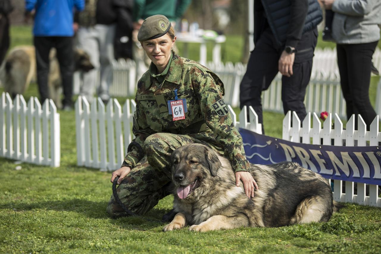 一只塞尔维亚军犬获得塞尔维亚全国沙尔山脉牧羊犬锦标赛的冠军，它不光被颁授奖杯金牌