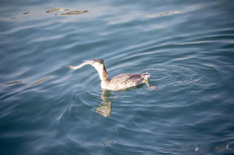 来看看我这张可爱水鸟的照片！这是夏日大兴安岭的鹊鸭，拍摄者是张忠（小鱼尢尤）。照