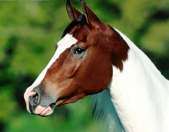 “毛病”，本指动物的“毛”出现了病态。古代的马非常重要，对朝廷来说马还是战略资源