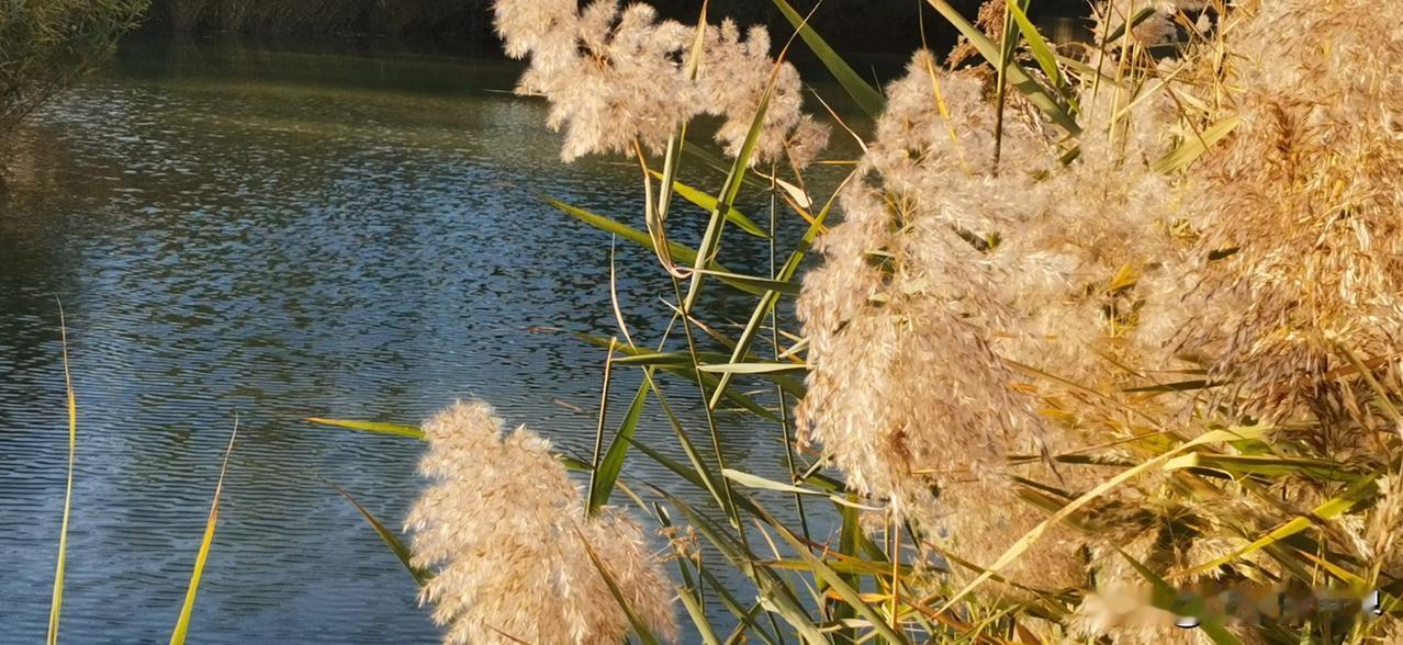 #夭然秋景诗韵分享#
秋日
芦荻欲飞花，枝叶上新黄。
杨柳飘零去，绿草覆斜阳。