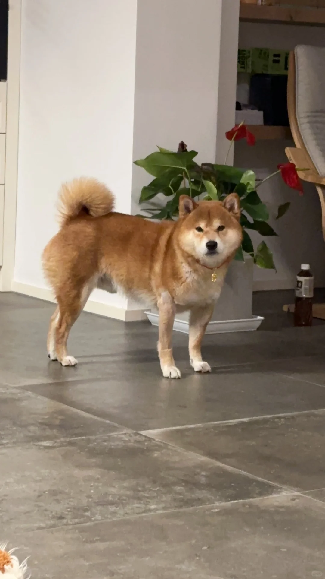 光膀子大金锁