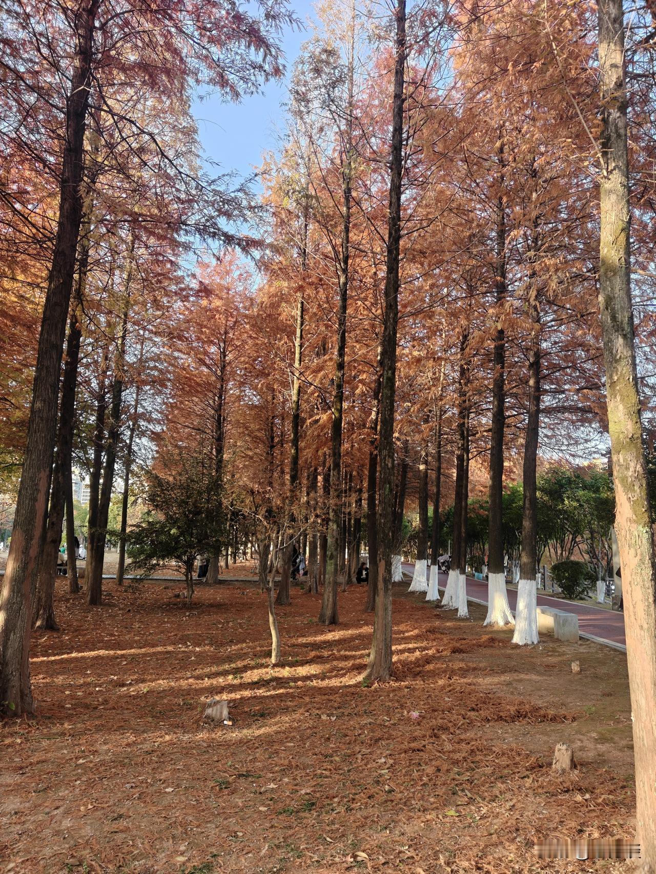 看起来特别漂亮，其实确实非常漂亮。只要善于发现，身边就充满了美丽的风景。美丽是靠