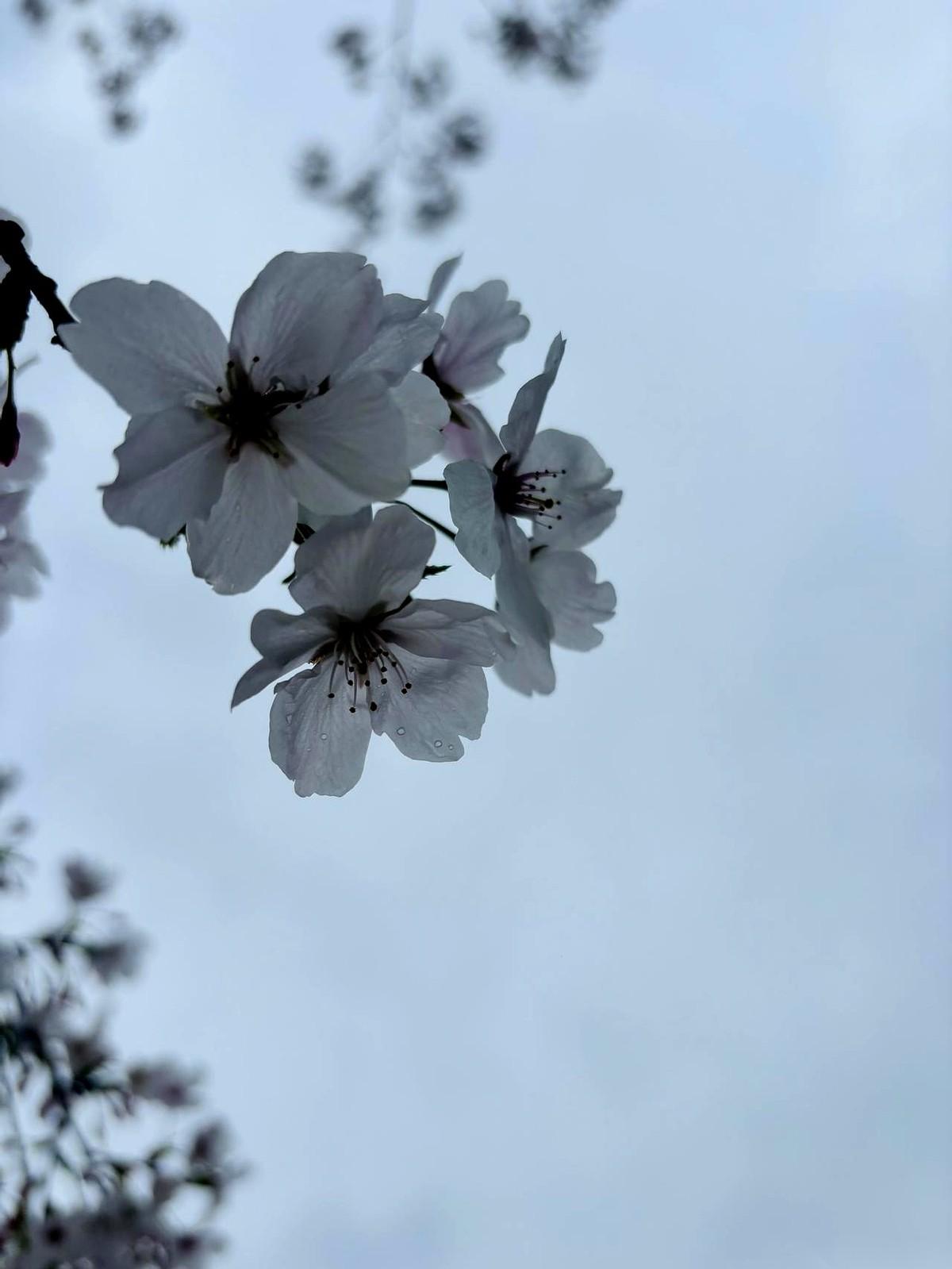 28岁的娇妻站在灵堂前，手里死死攥着一张纸，正跟三个比她还大的“儿女”激烈撕扯。