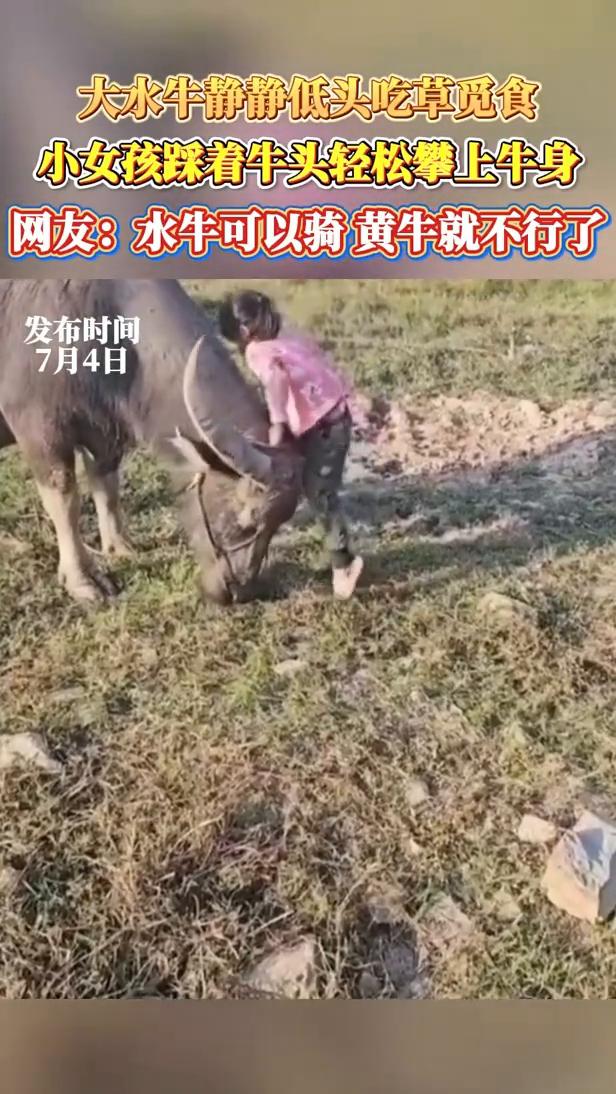 大水牛静静低头吃草觅食，小女孩踩着牛头轻松攀上牛身。
网友：水牛可以骑，黄牛就不