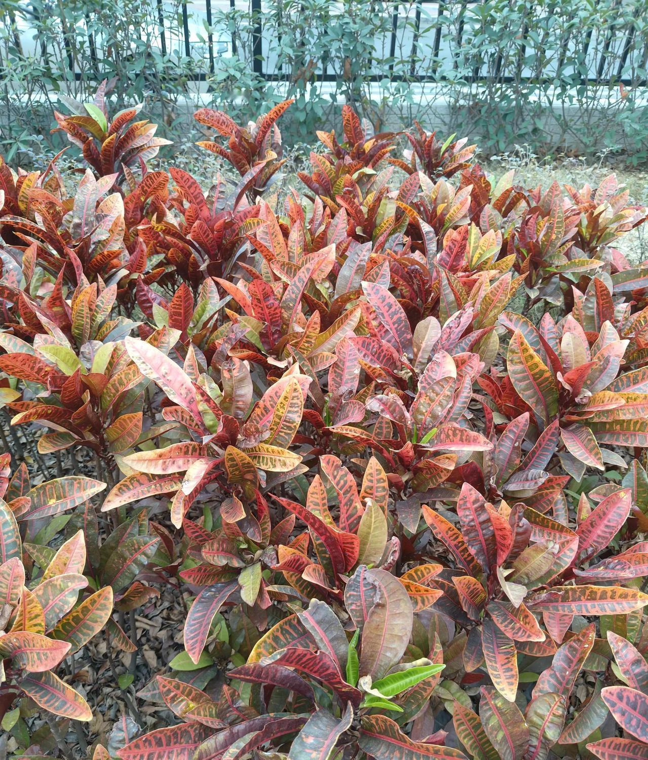 现在很多人谈感情像单人拉锯战，一方拼命往前冲，另一方却纹丝不动看戏。

单向付出