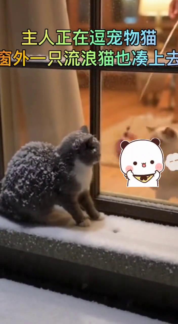 主人正在逗宠物猫，窗外一只流浪猫也凑上去。
快手，拥抱每一种生活。