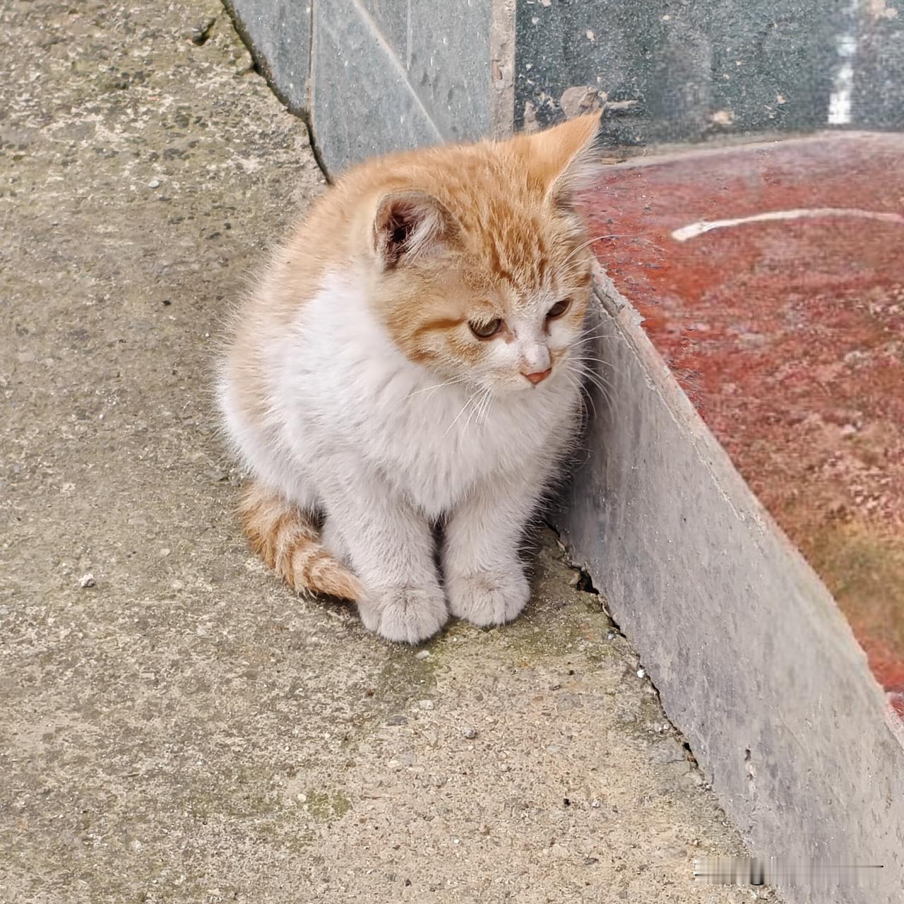 早上出去买菜，在菜市场道子的路边上，遇到一只可怜的小猫，它待在行道树兜下，喵喵的
