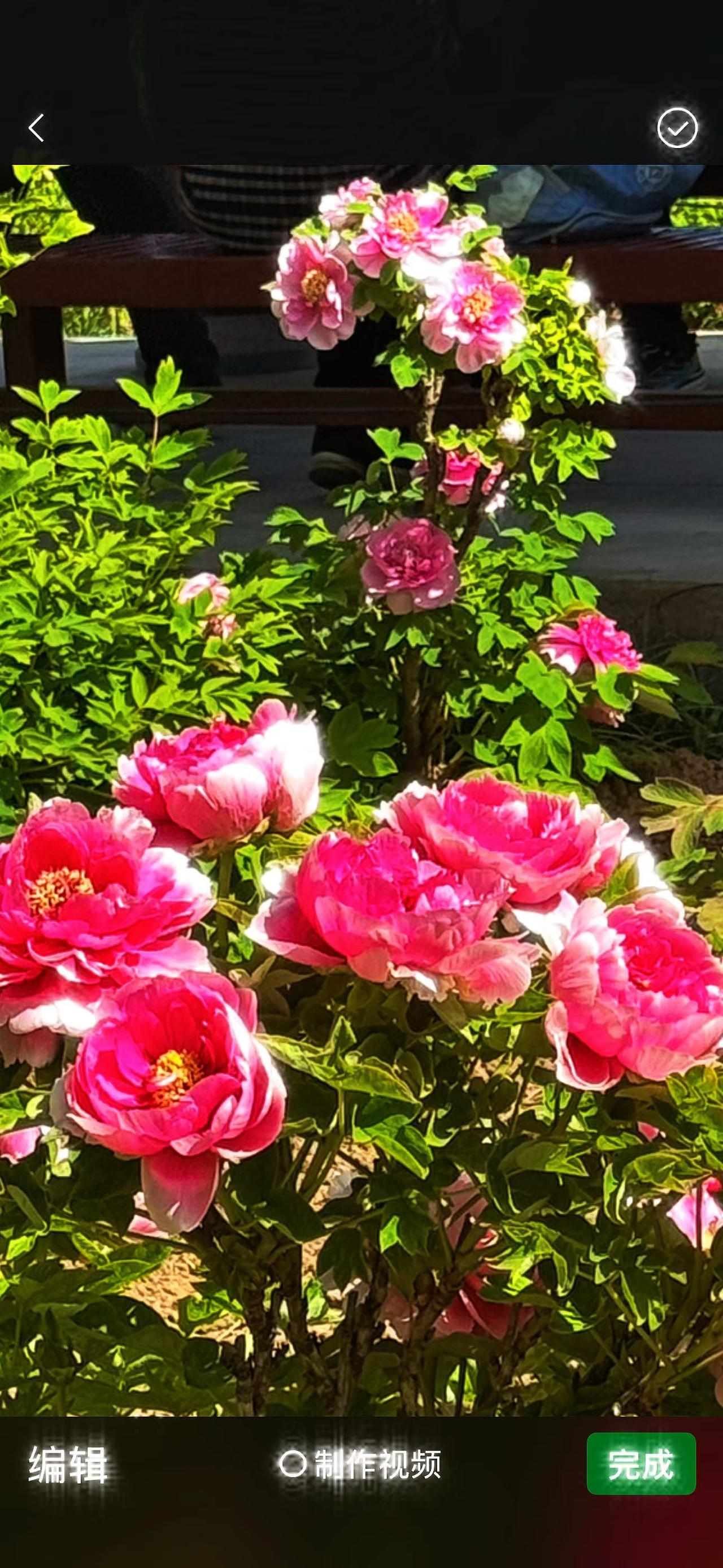 河南行之六（顾焕章):“洛阳牡丹与龙门石窟！，

  牡丹为花中之王  ，果然名