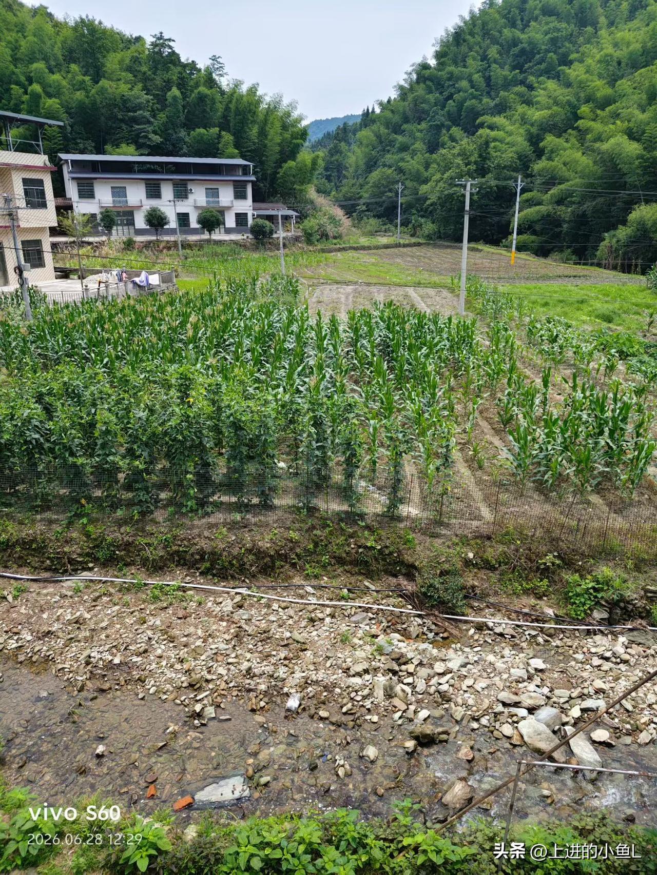 田园风光，绿意盎然，乡村生活的宁静与美好。