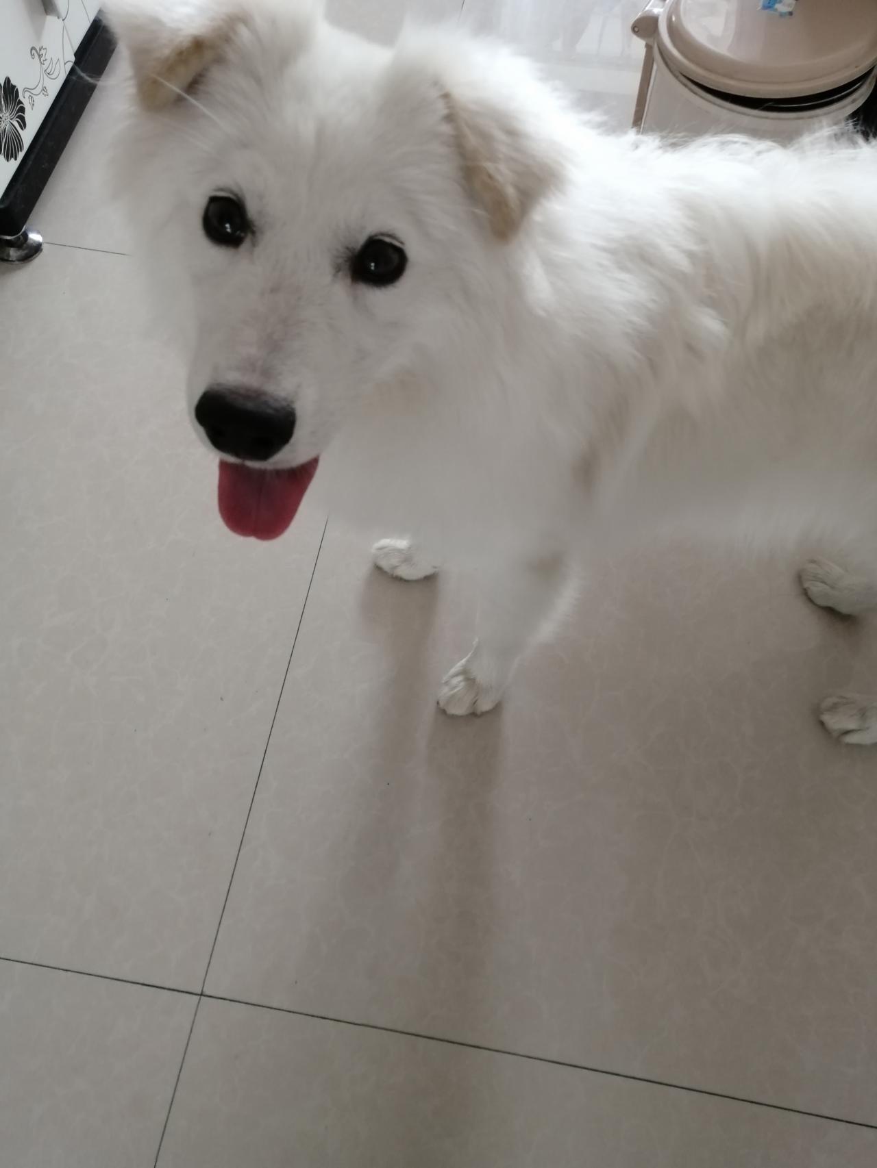 晒晒你拍的宠物照片这是我养的狗狗，脱毛有点厉害，送人了，心里不舒服了好一阵子呢！