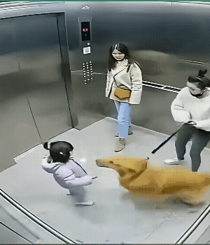 小区里不让养大型犬，是有原因的。
视频中，大型犬的主人是女性，她的力气还没有犬大