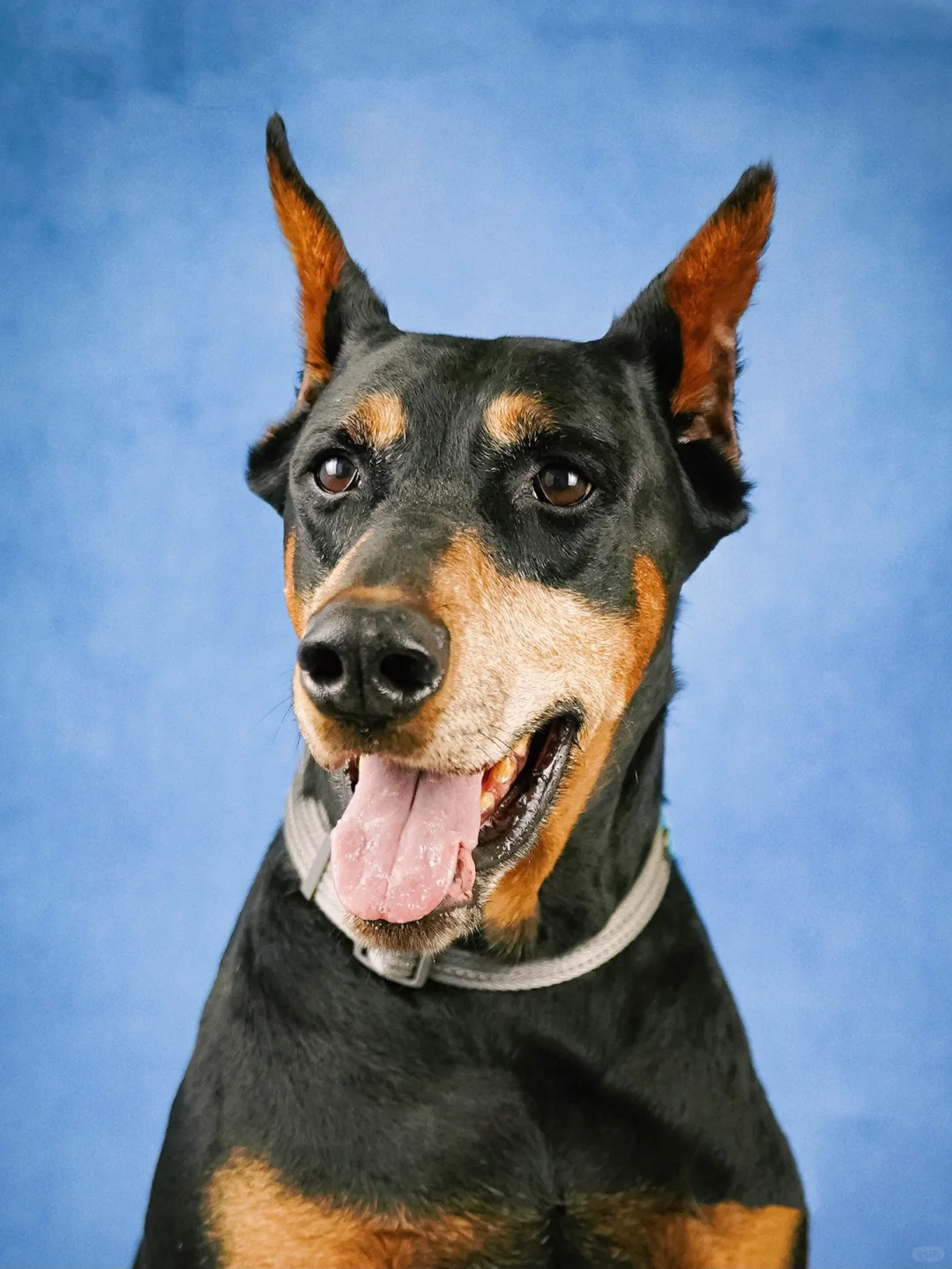 来自毛茸茸故事集的小尼与小卢