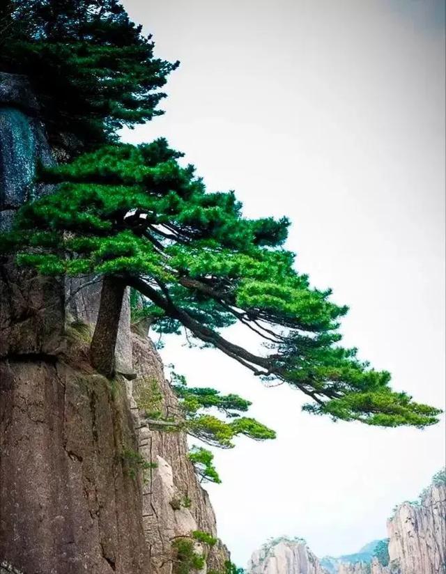 《七律·赞松》
峭壁悬岩立此身，苍鳞铁干铸龙魂。
罡风削骨枝犹劲，冻雨侵衣色更新