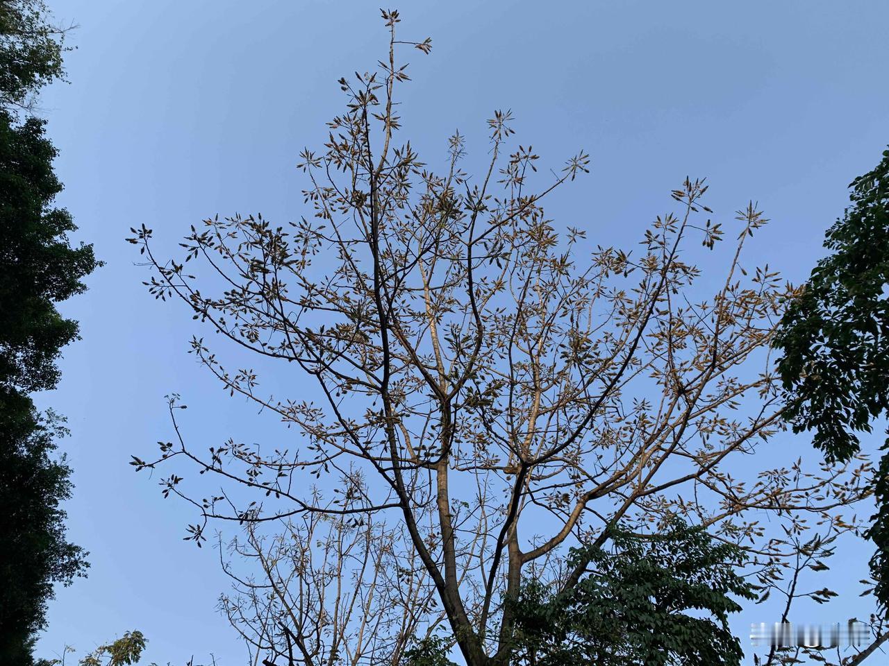 今天四号，明天还可以睡大半天的懒觉，下午就要回城里做工了。
很享受这几天在乡村看