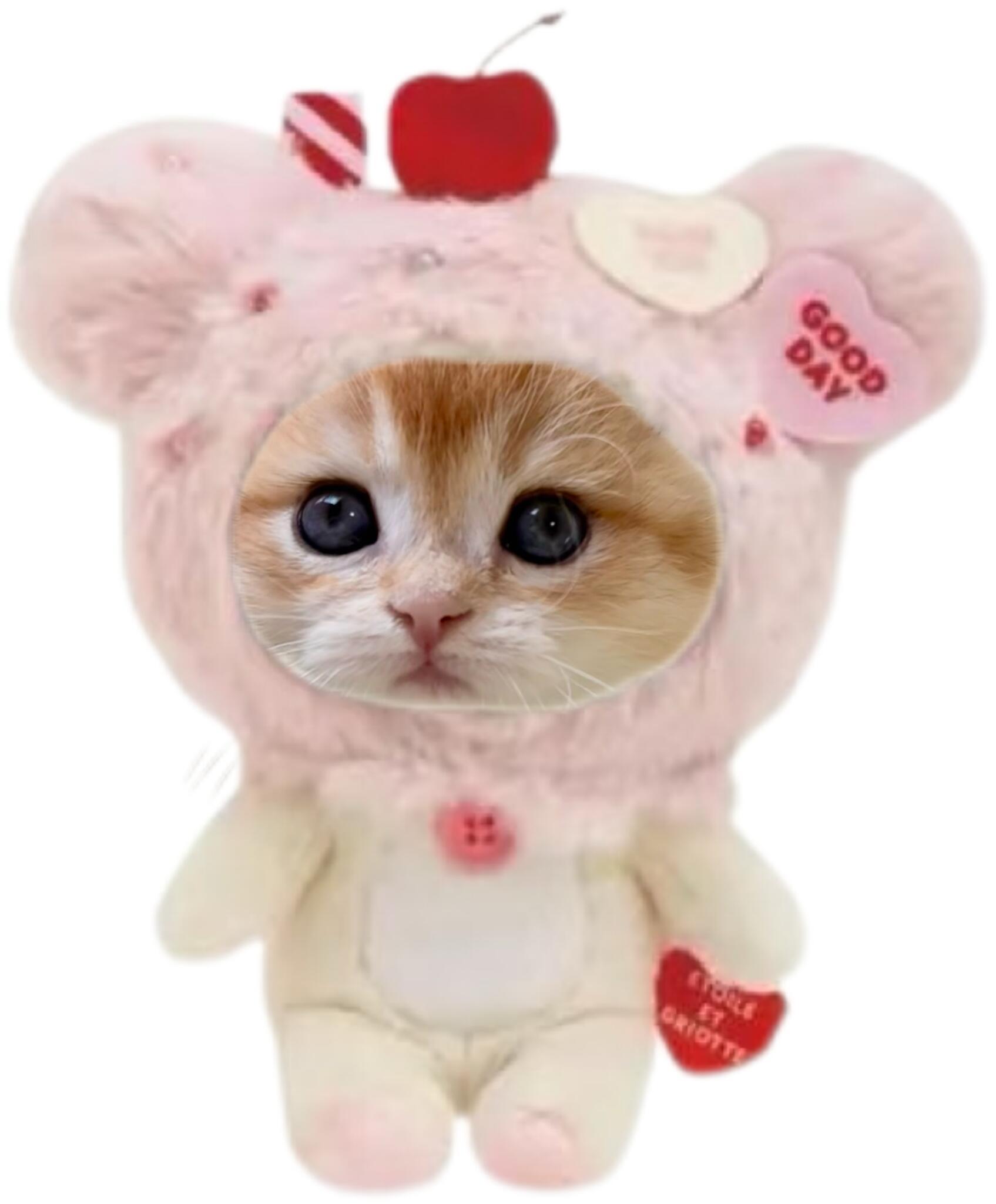 可爱小猫分享～ ​​​