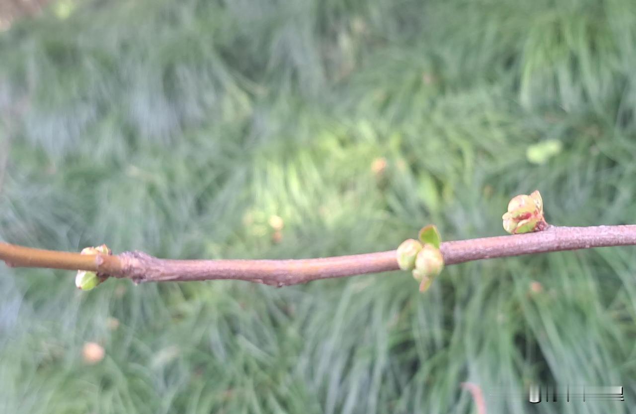 乍暖还寒的初春时节，生命的活力正在暗流涌动。季节的感慨