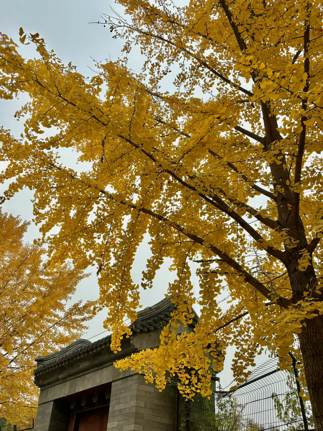 今天！！圆明园的秋景🍂已经到达了巅峰！！