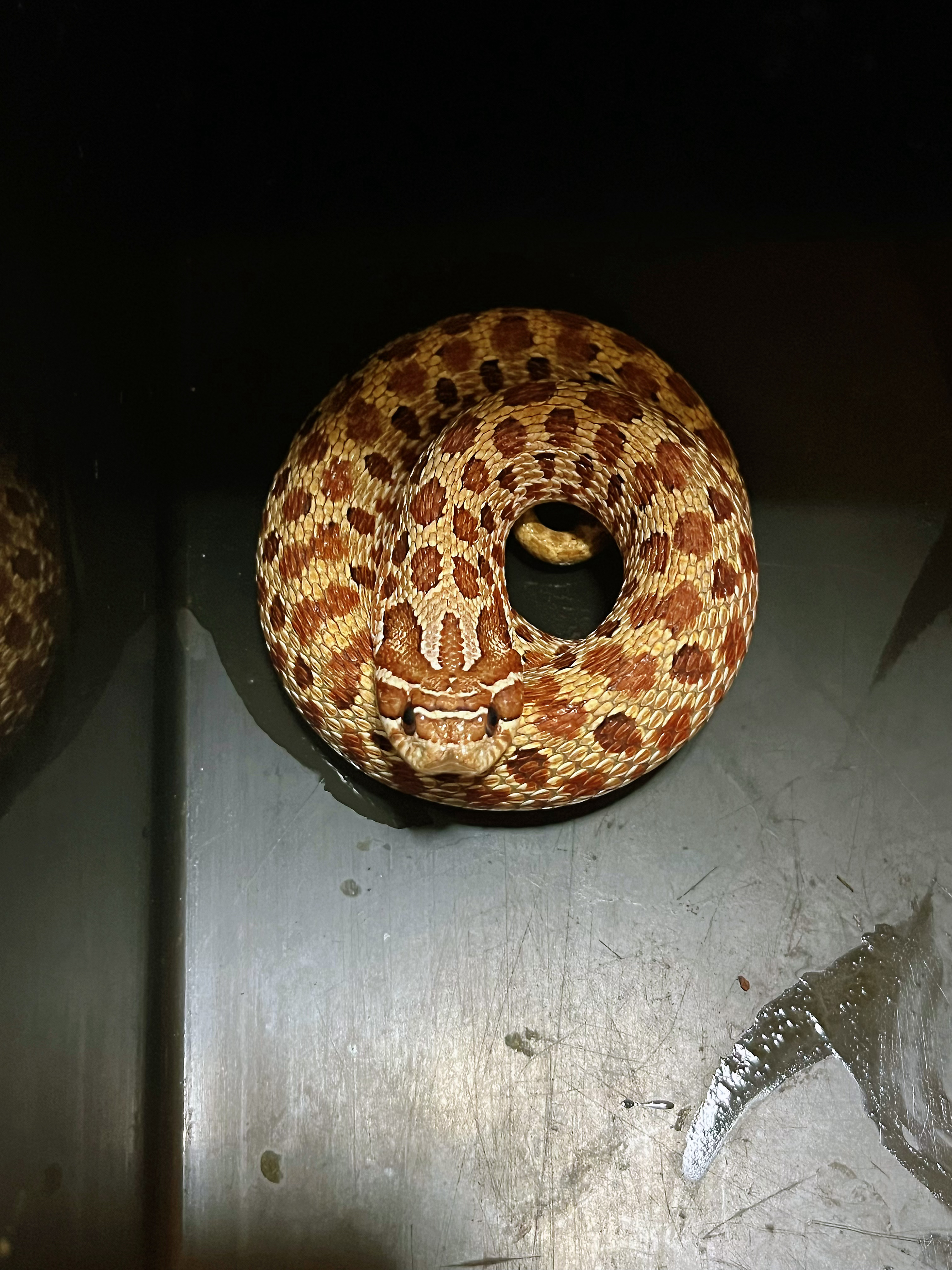 有一年冬天，农夫看到路边树下有条冻僵的蛇，就把它揣怀里带回家了……第二天这名农夫