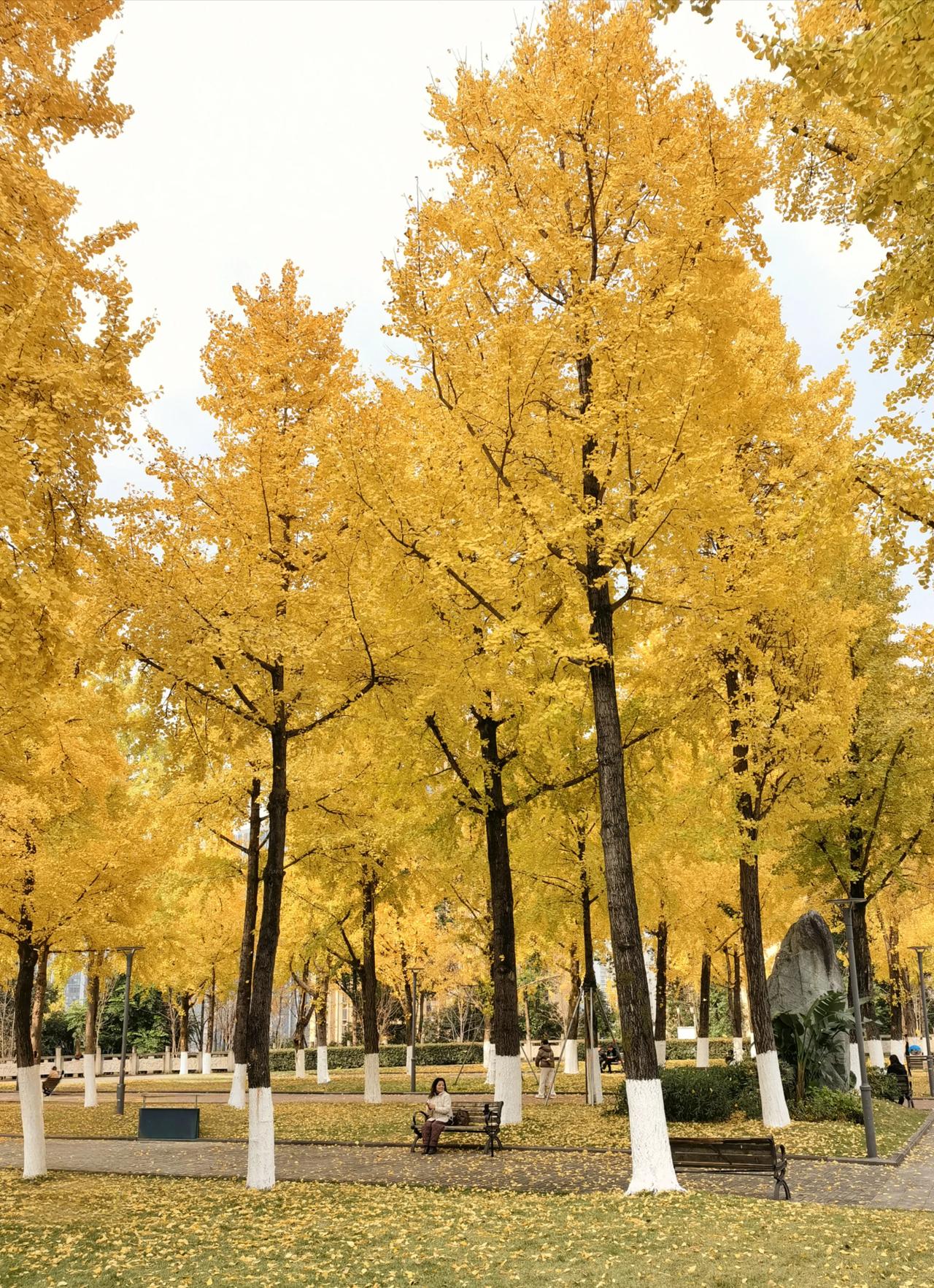 秋意渐浓，落叶纷飞，公园的黄金时刻。🍂🍂🍂银杏风景线 银杏叶美景随拍 银杏