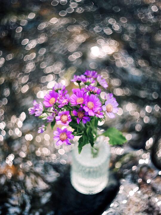 Argus 50mm F1.7东瀛安琴S1，安琴落泪