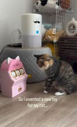 【一个女孩为她的猫咪建了一个赌场】她制作了一台真正的老虎机，如果猫咪赢了就会吐出