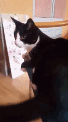 卧槽这猫笑死我了 ​​​