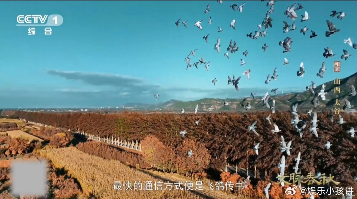 鸽子的尾巴居然能化作乐器山西这里的鸽子竟会唱戏曲 太谷上空传来戏曲韵律，原来是鸽