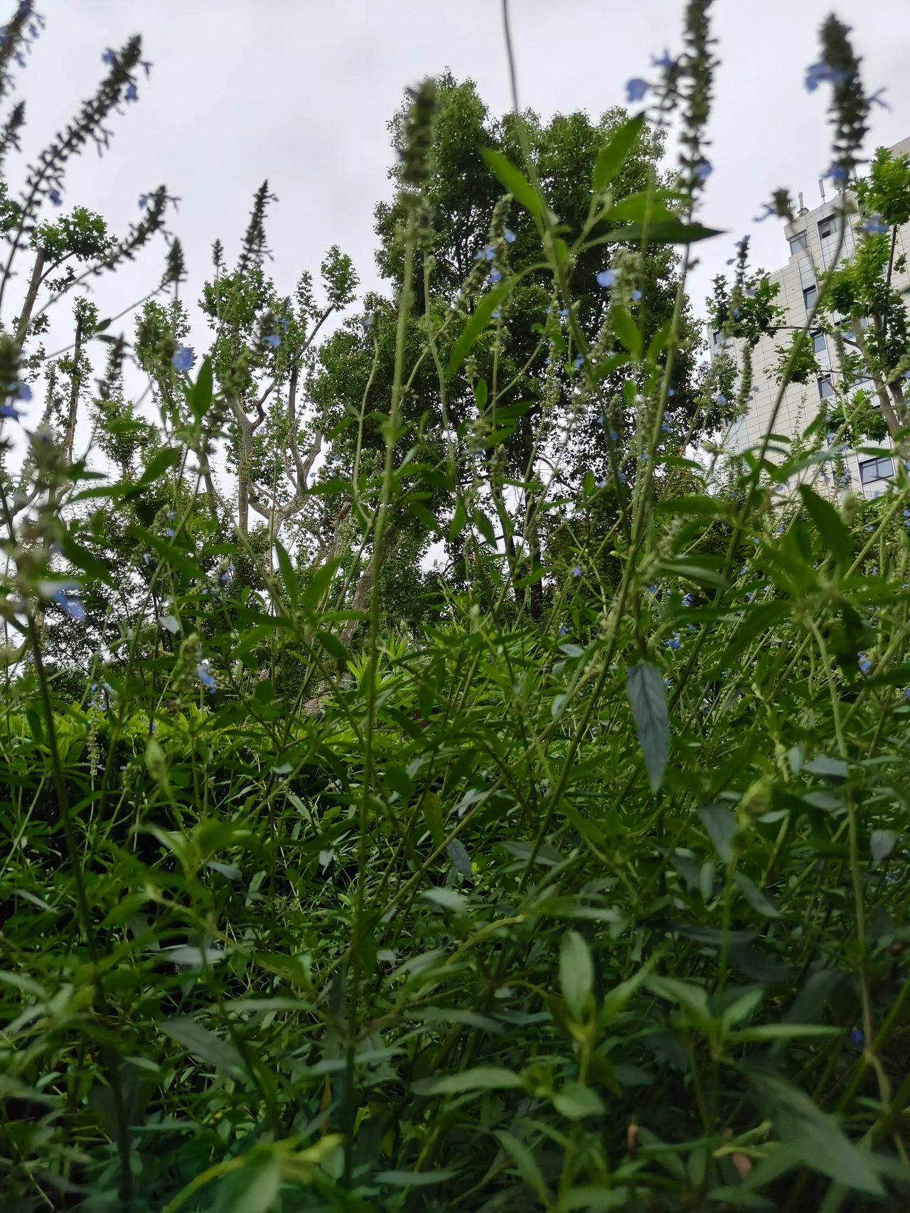 周末公园散步随手拍实景图分享！

雨后的植物花草🌿看上去还不错！