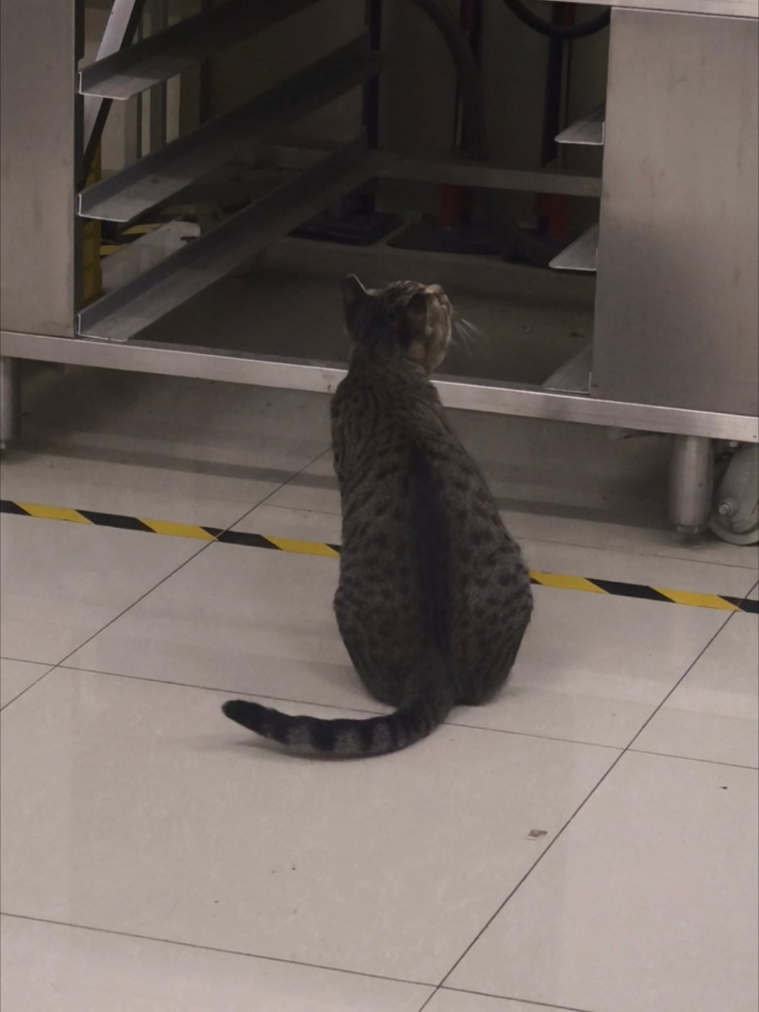 小猫攻占实验室 