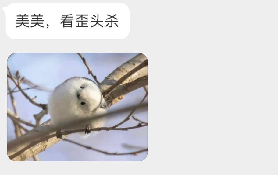 北长尾山雀滴歪头杀 ​​​