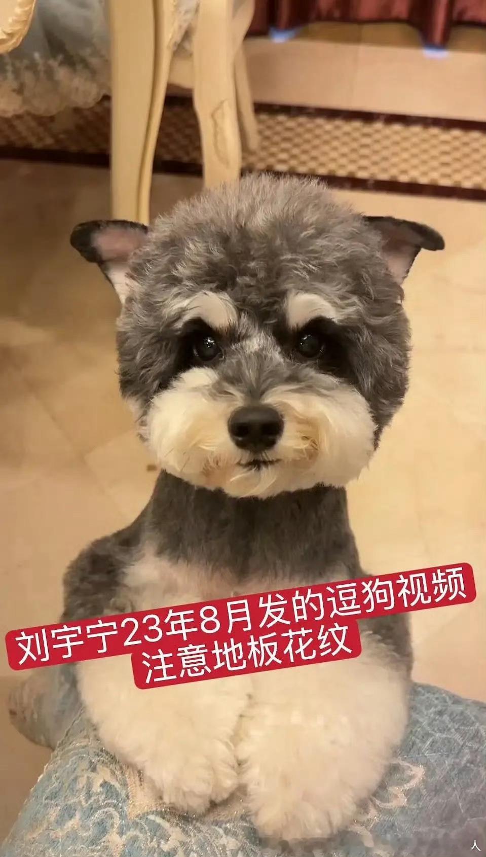 本就寥寥的鹅丝雪上加霜 