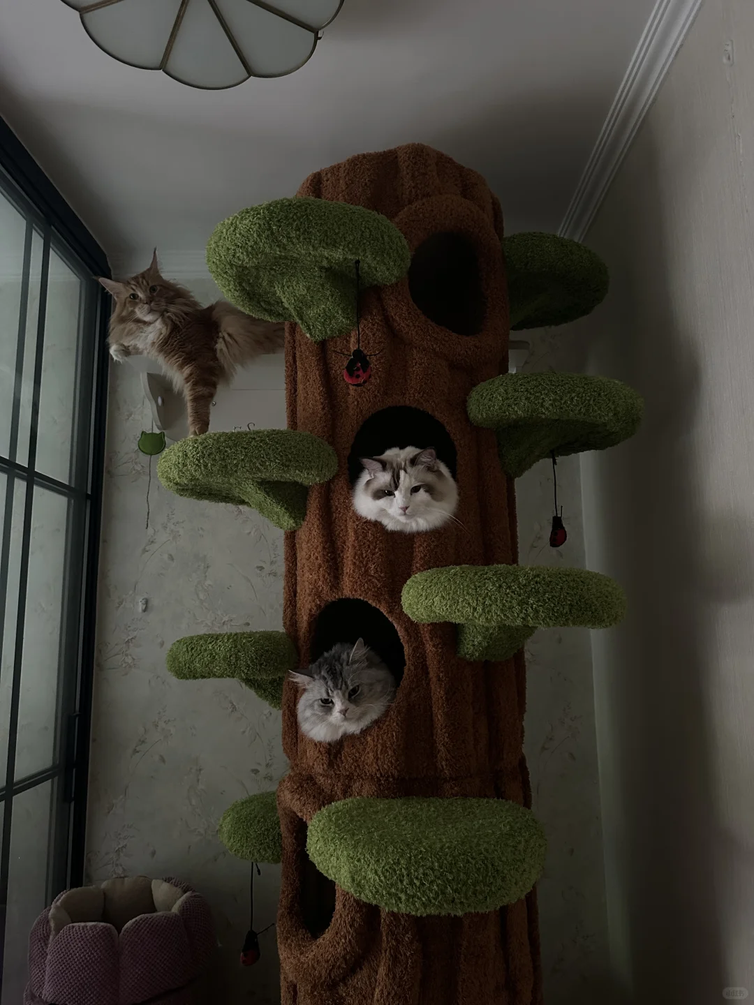 种一棵会长猫的树