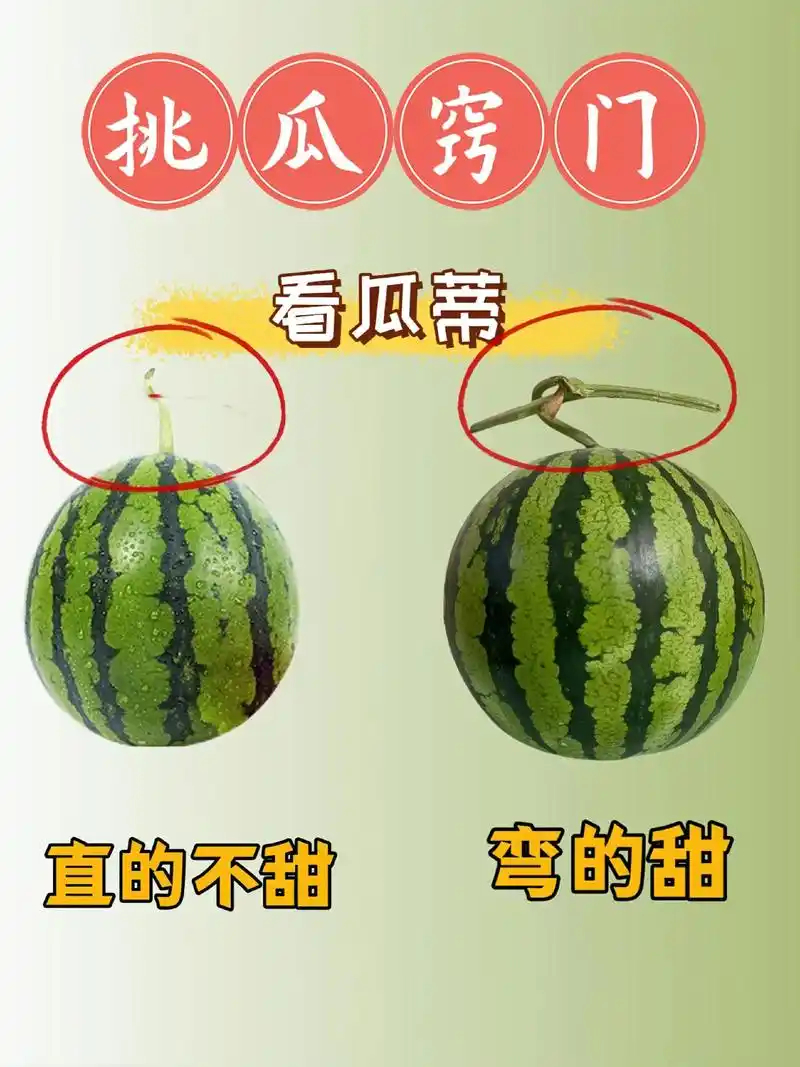 当我意识到西瓜也是瓜西瓜是夏天的浪漫——一刀下去，咔嚓一声，红瓤黑籽，汁水顺着刀